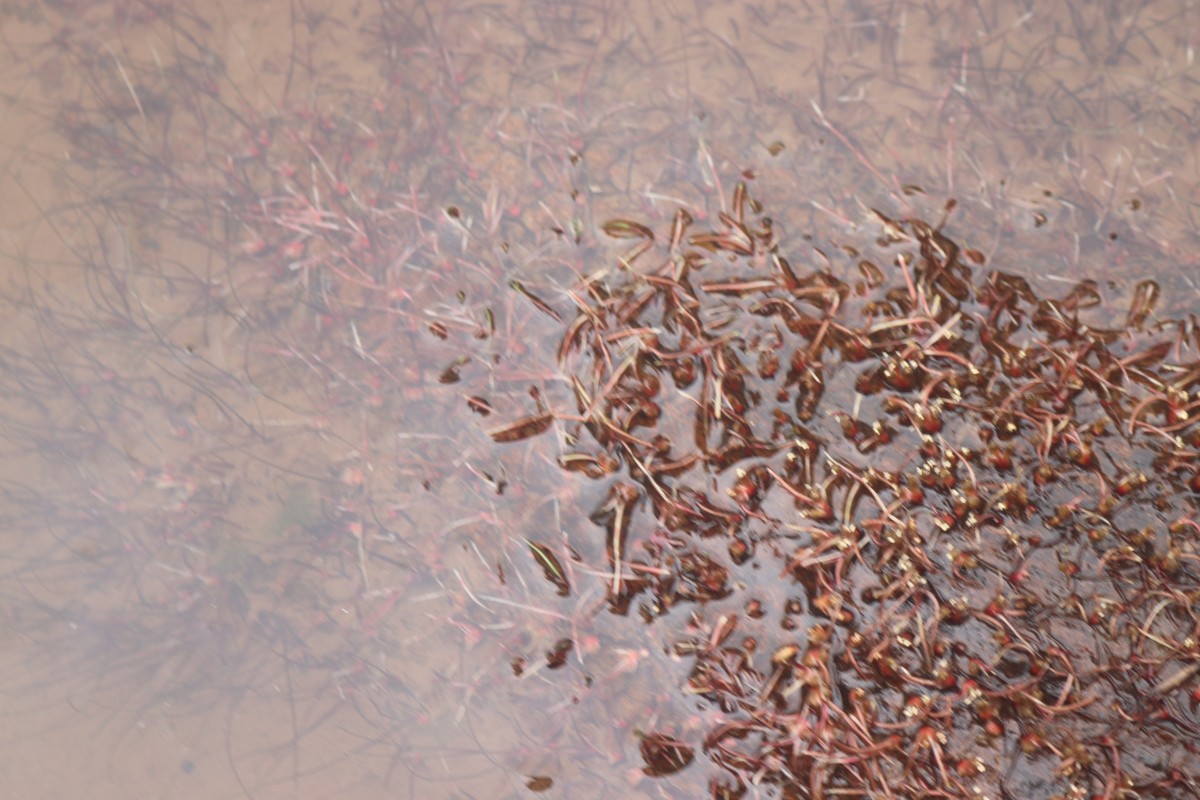 Zeylanidium subulatum (Gardner) C.Cusset
